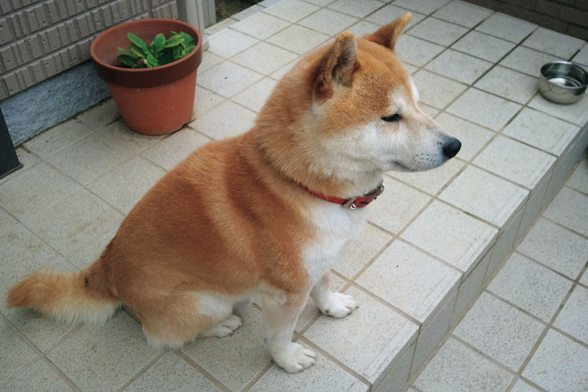 柴犬