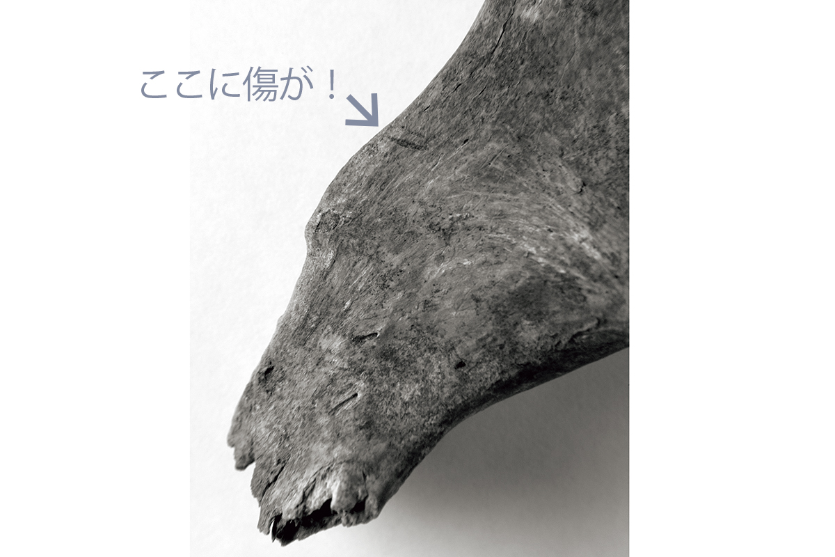 附属病院外来診療棟地点では傷がついた骨も出土