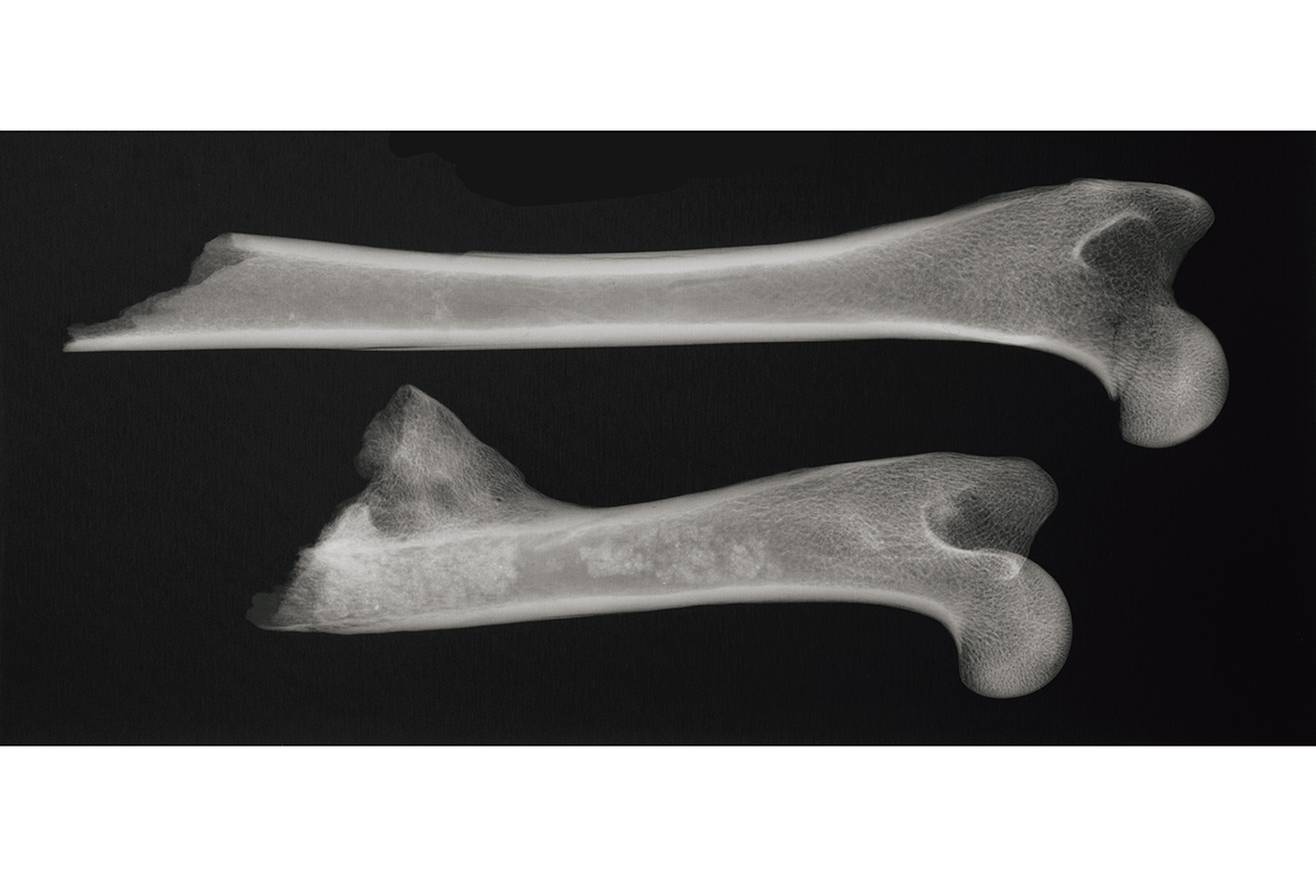fractured canine thigh bones