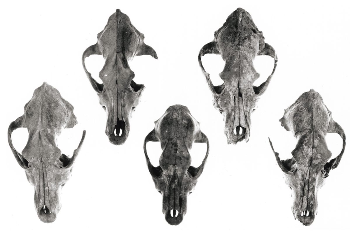 skulls of adult dogs