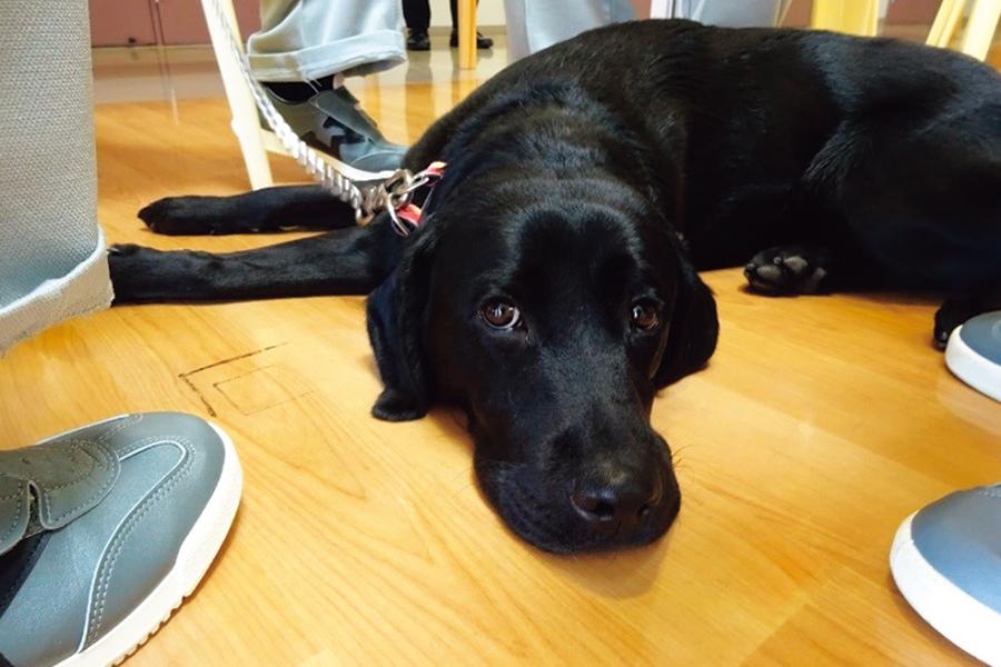 guide dog