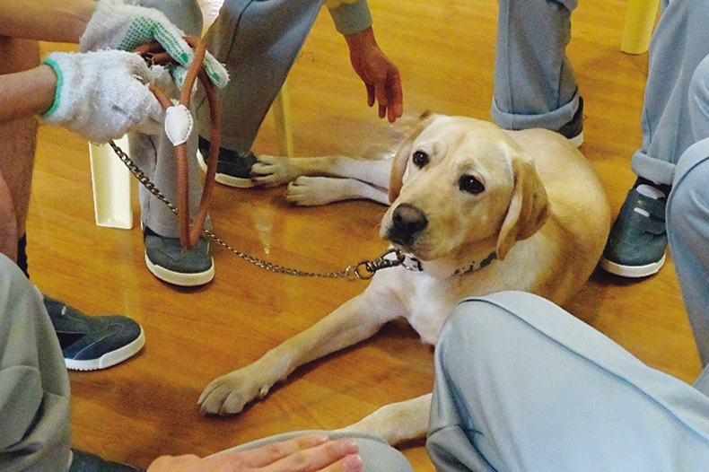 guide dog