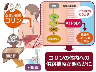 必須栄養素コリンの吸収経路を発見～腸管ATP8B1欠損は体内コリン欠乏を引き起こす～