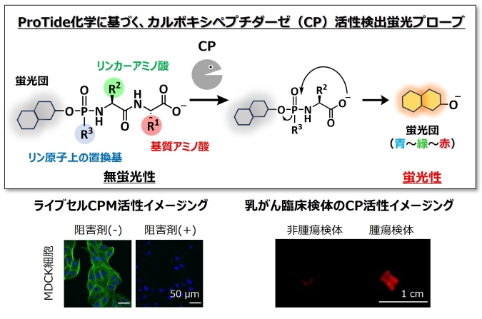 タンパク質分解酵素は効果があるのでしょうか？