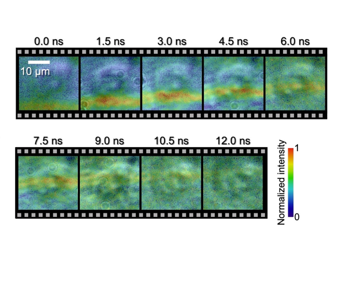 Series of coloured images showing shockwave moving through a biological cell.