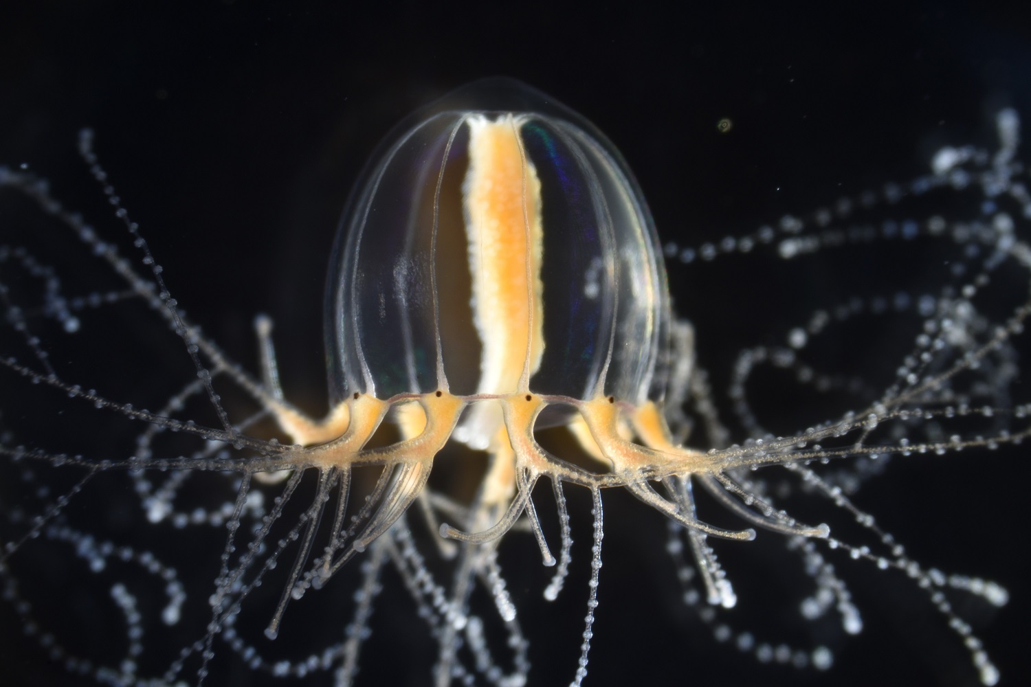 Image of Cladonema pacificum jellyfish