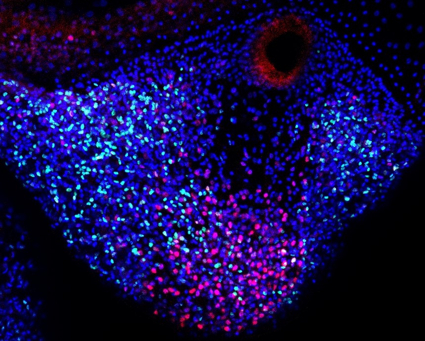 Image of cell populations in regenerating jellyfish tentacle