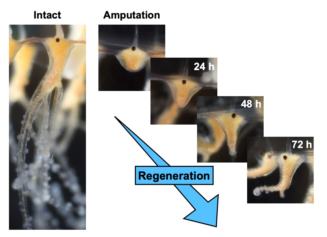 Image of jellyfish tentacle regeneration
