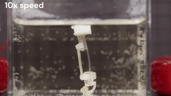 Gif of robot moving in a walking motion underwater via electrode stimulation.