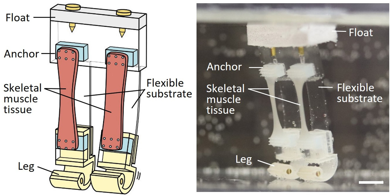 Labeled illustration and photograph of robot.