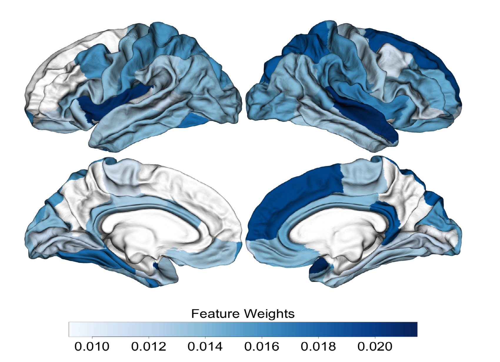 Image from paper showing different imporantance of brain regions for the paper, marked by different shades of blue.