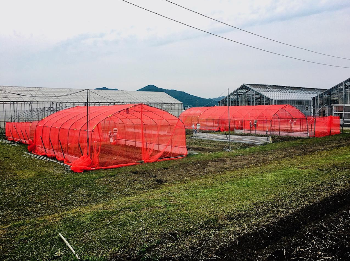Photographs of red net greenhouses in the test field.