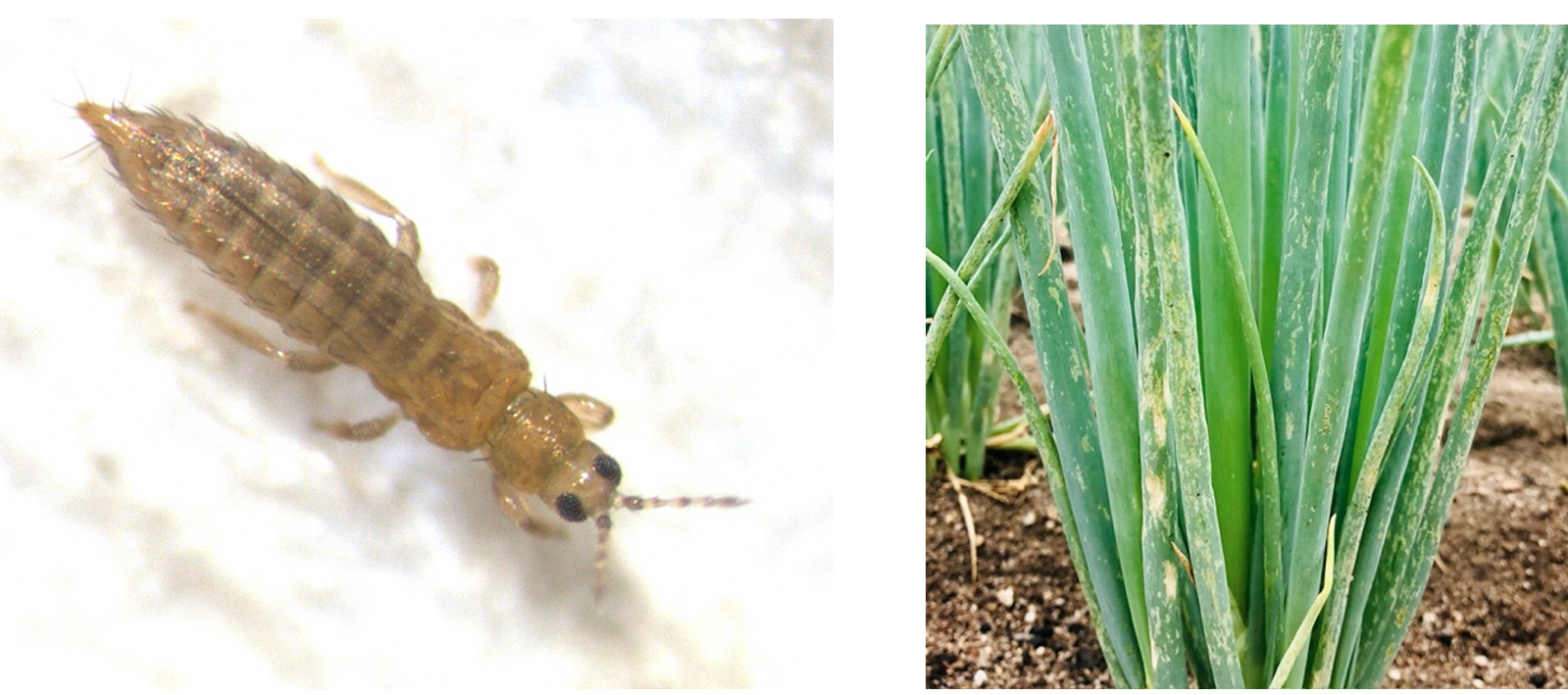 Photo of onion thrips insect and of the damage it causes to welsh onions.