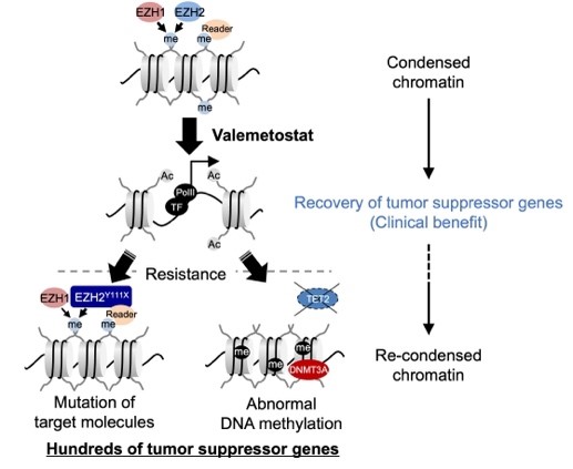 Illustration of histone methylation-targeted therapy