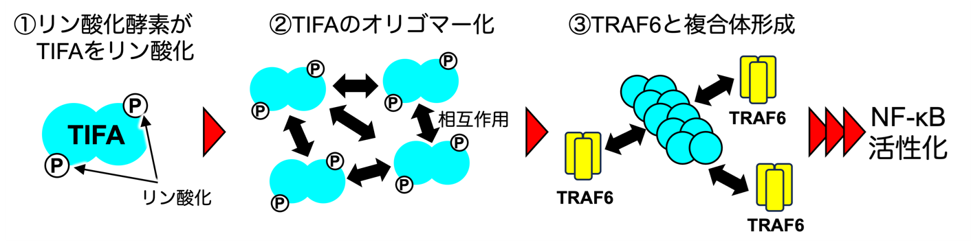 細菌感染に対する自然免疫を制御する仕組みを原子レベルで解明