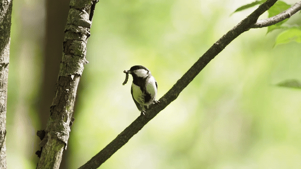 Close up of female Japanese tit fluttering her wings while holding a worm in her beak.