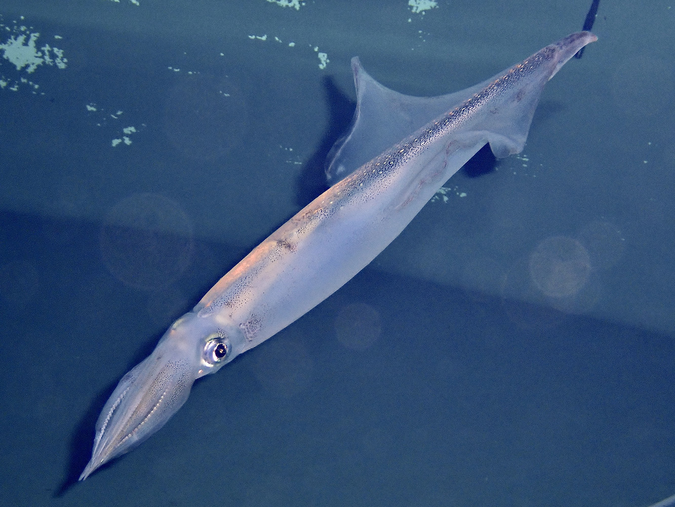 Photo of a Japanese spear squid underwater