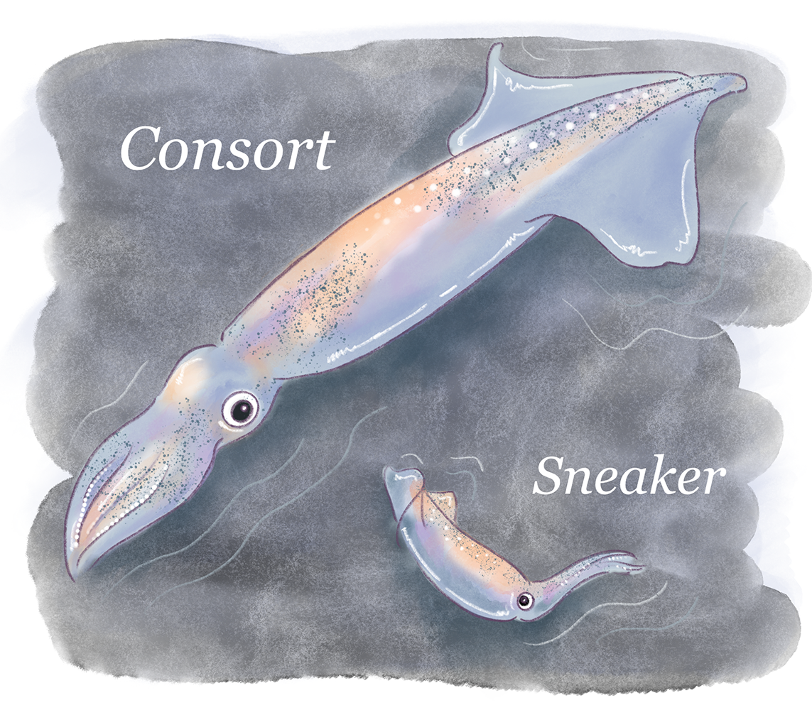 Illustration of consort spear squid and sneaker spear squid, to give an idea of size.