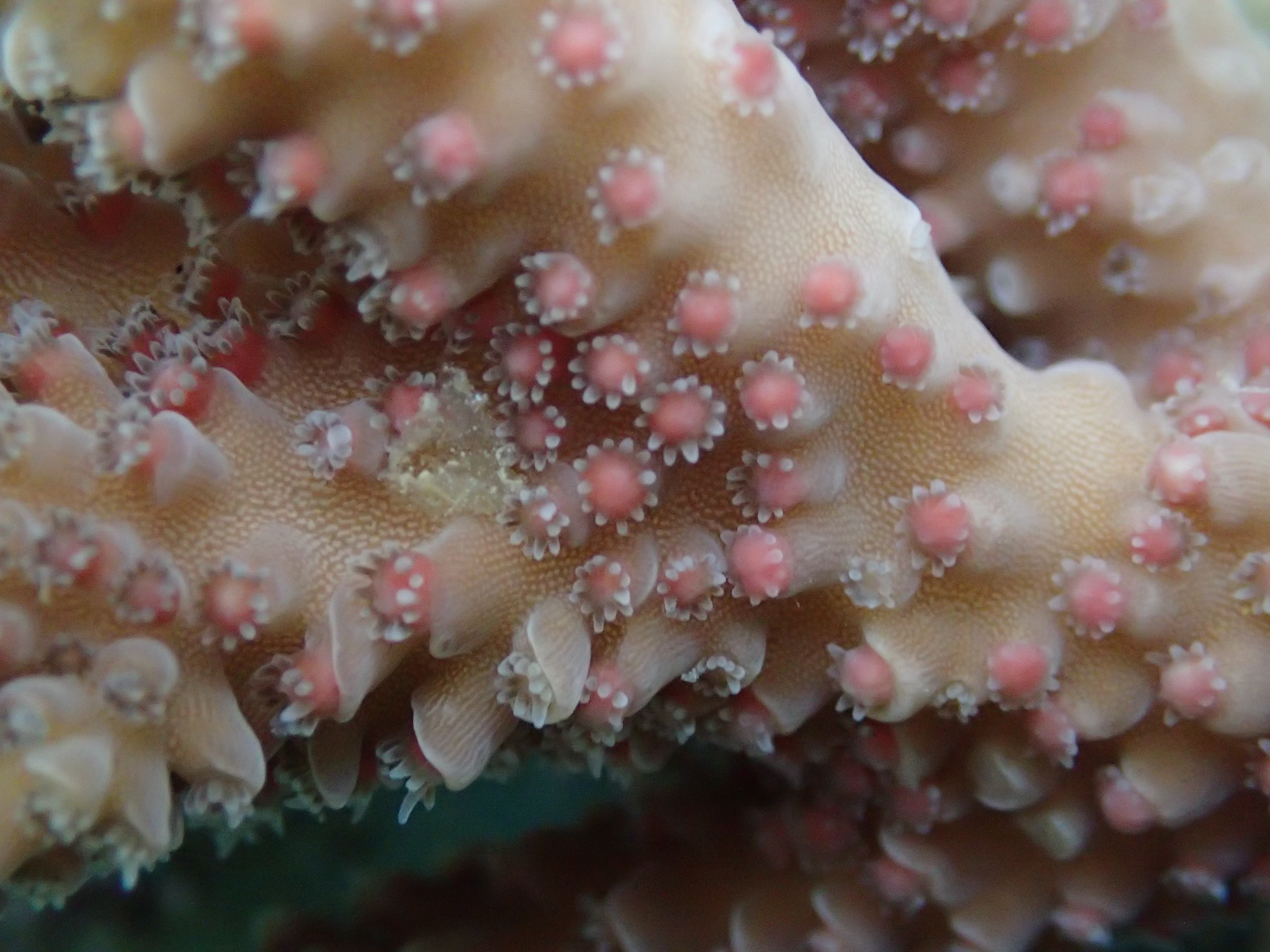 Small pink polyps embedded in a biege organic shape.