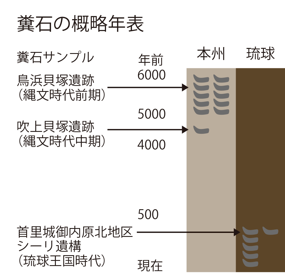 糞石の概略年表