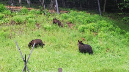 知床での生物多様性観測