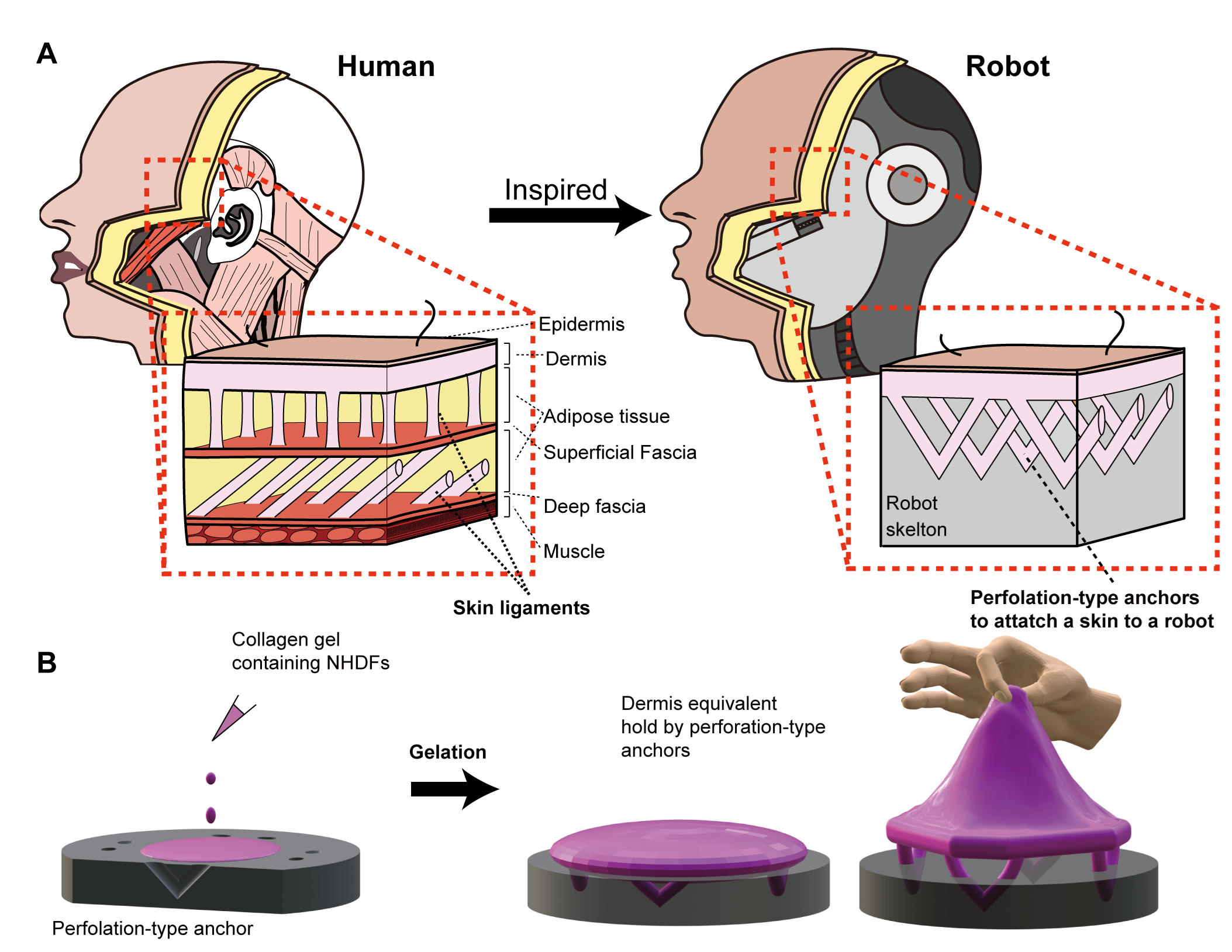 Two illustrations of cross sections of a head.