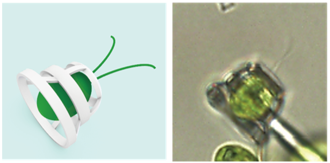 Coloured illustration and microscopic photo image of alga in a basket trap.