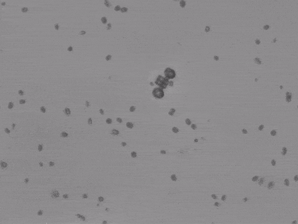 Short video, in greyscale, of scooter type micromachine being driven around by algae.