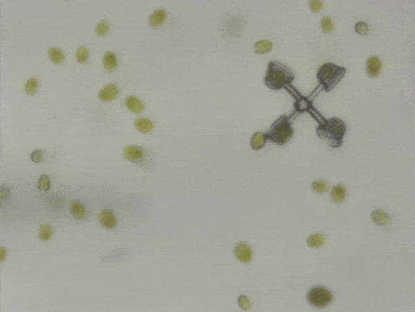 Short video, in colour, of rotator type micromachine being moved around by algae.