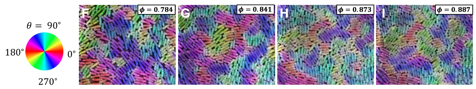 Coloured series of images showing the formation and movement of bacterial groups of microdomains.