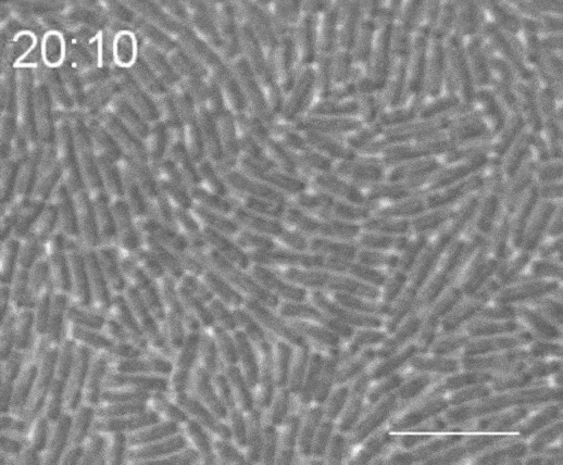 Greyscale GIF showing growth of E. coli into a dense colony making it more difficult for them to wiggle.