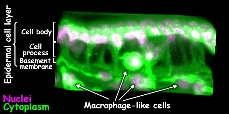Image of Parthenon-like structure in fruit fly leg