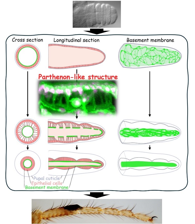 Diagram of final shape formation of fruit fly leg