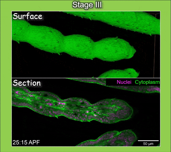Live imaging from Stage III to Stage IV