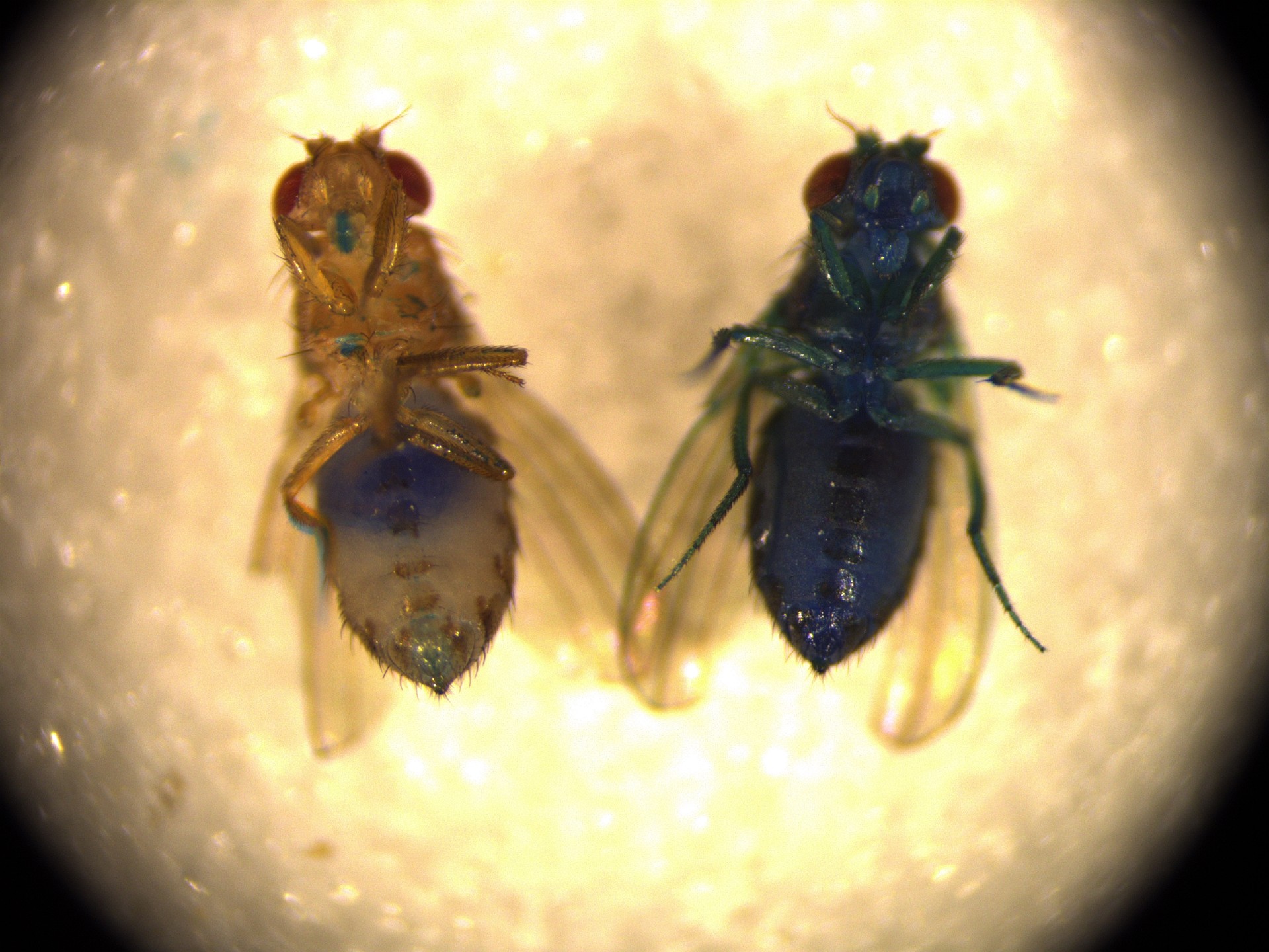 Two flies, one brown (left), the other dark blue (right)