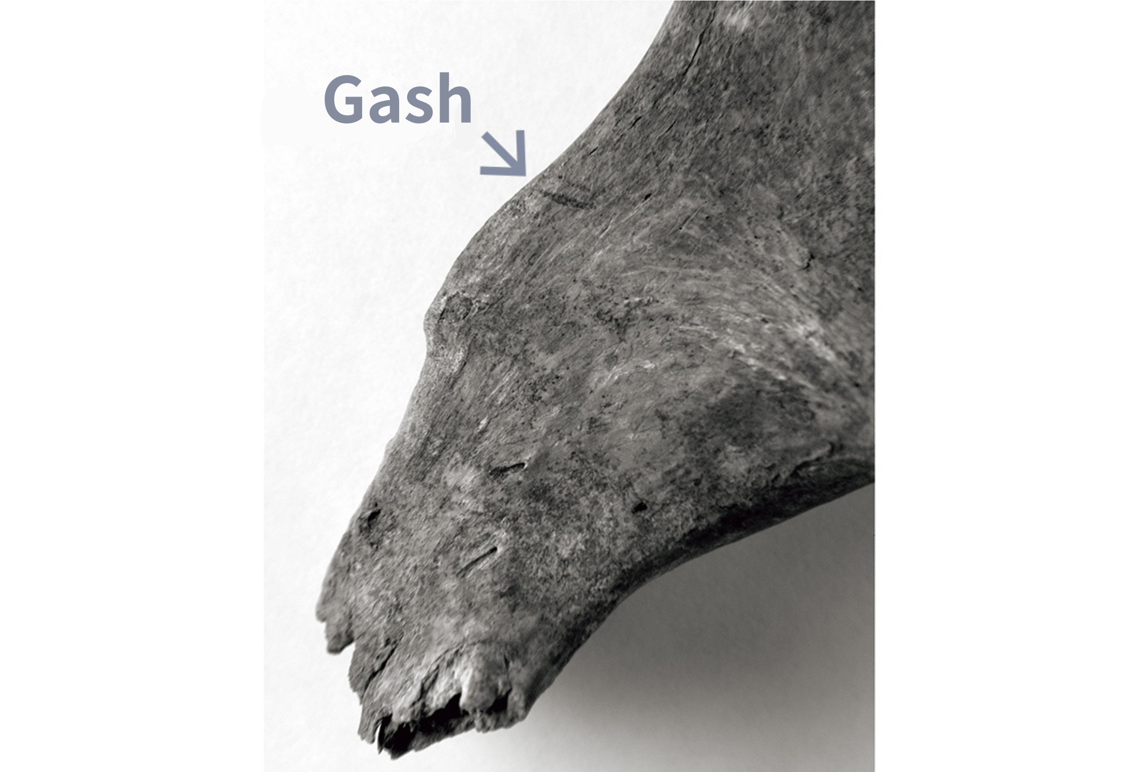 canine bone with gash