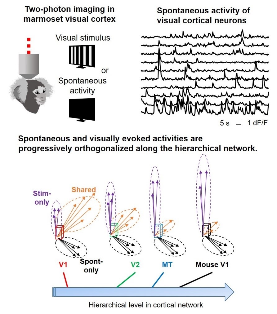Illustration of two-photon imaging in marmoset visual cortex