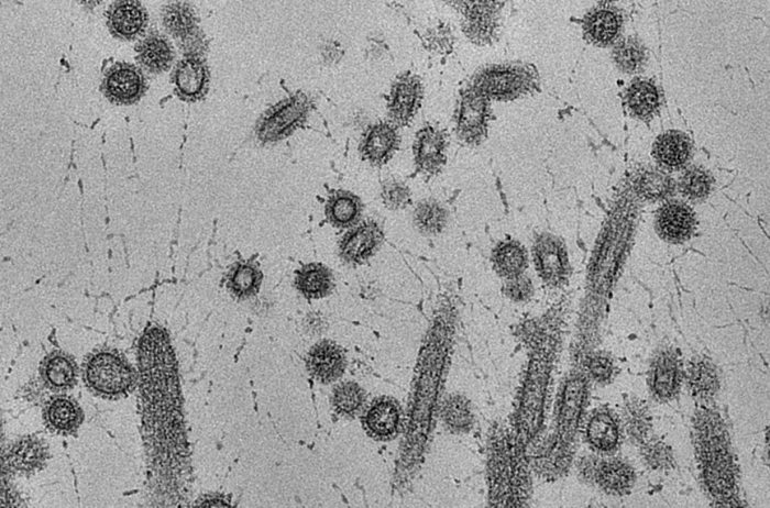 乳牛の乳房・乳頭組織におけるウシ由来H5N1高病原性鳥インフルエンザウイルスの増殖性状を解明