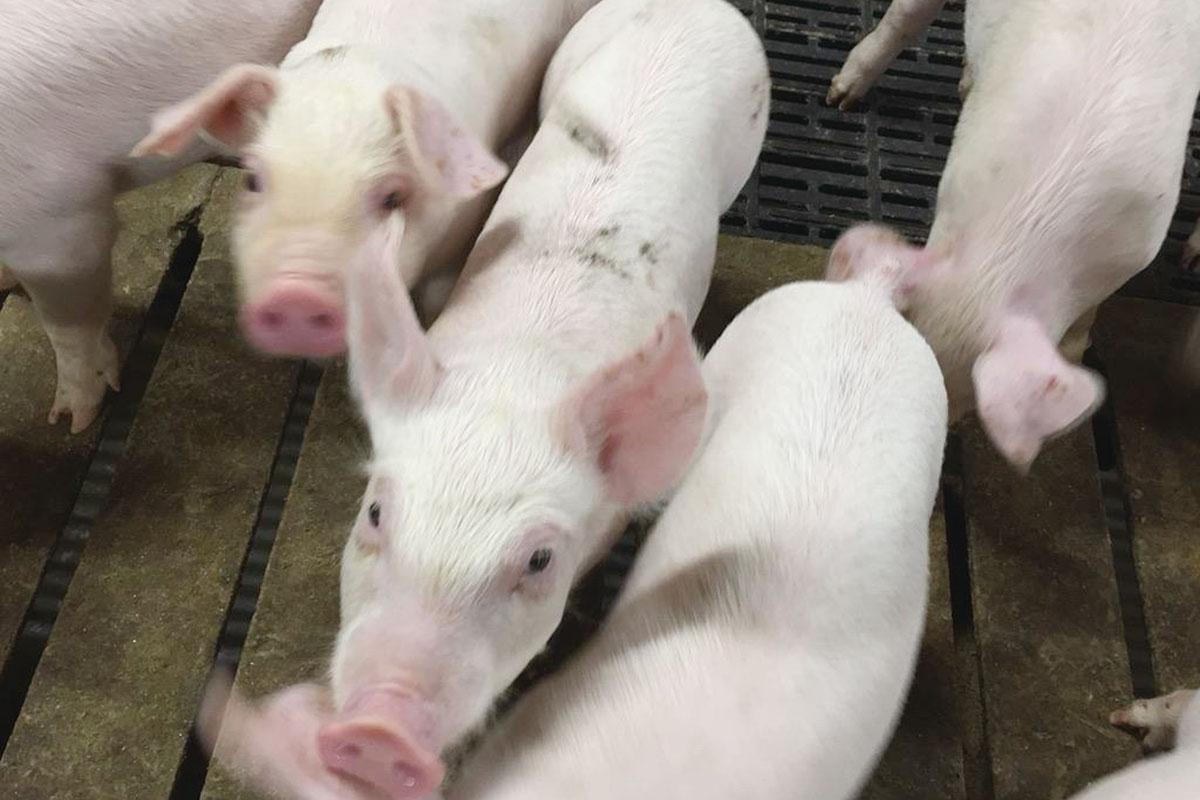 デュロック種豚「ボーノブラウン」を交配して生産された肉豚たちの写真