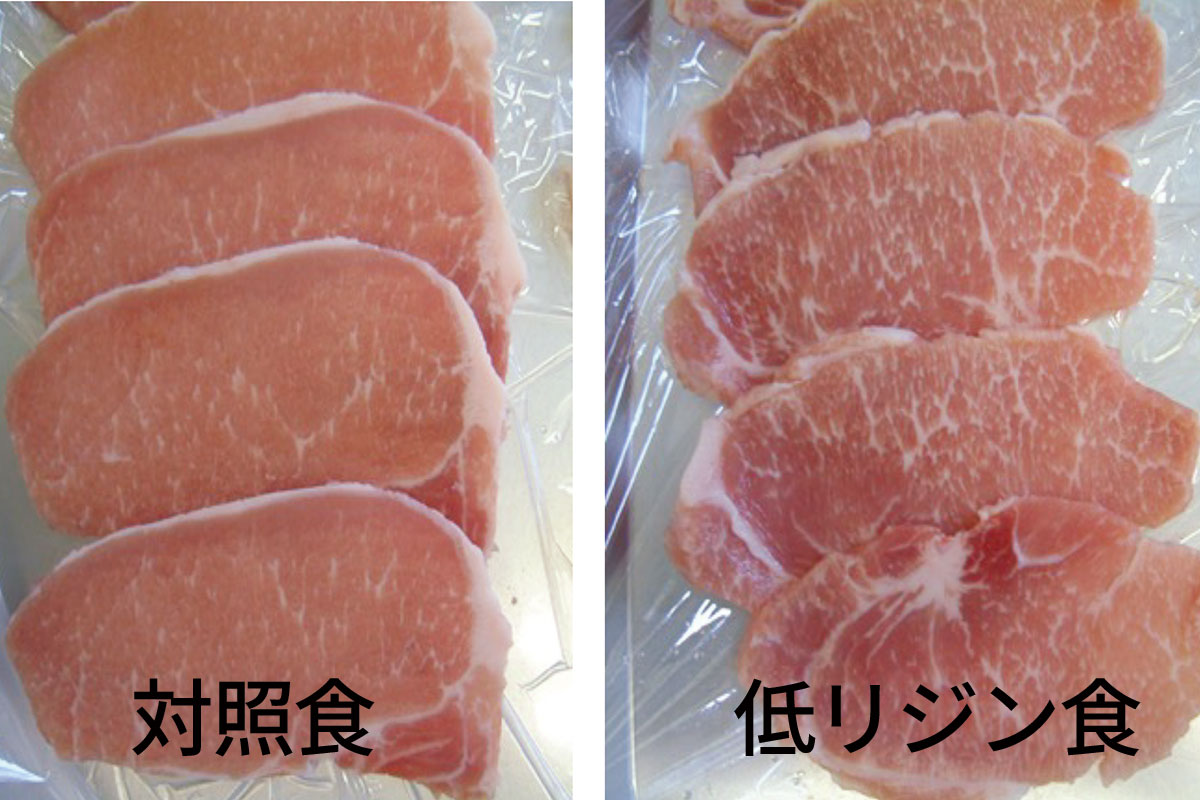 低リジン食を2か月間与え続けた豚(右)と通常の餌を与えた豚(左)の写真