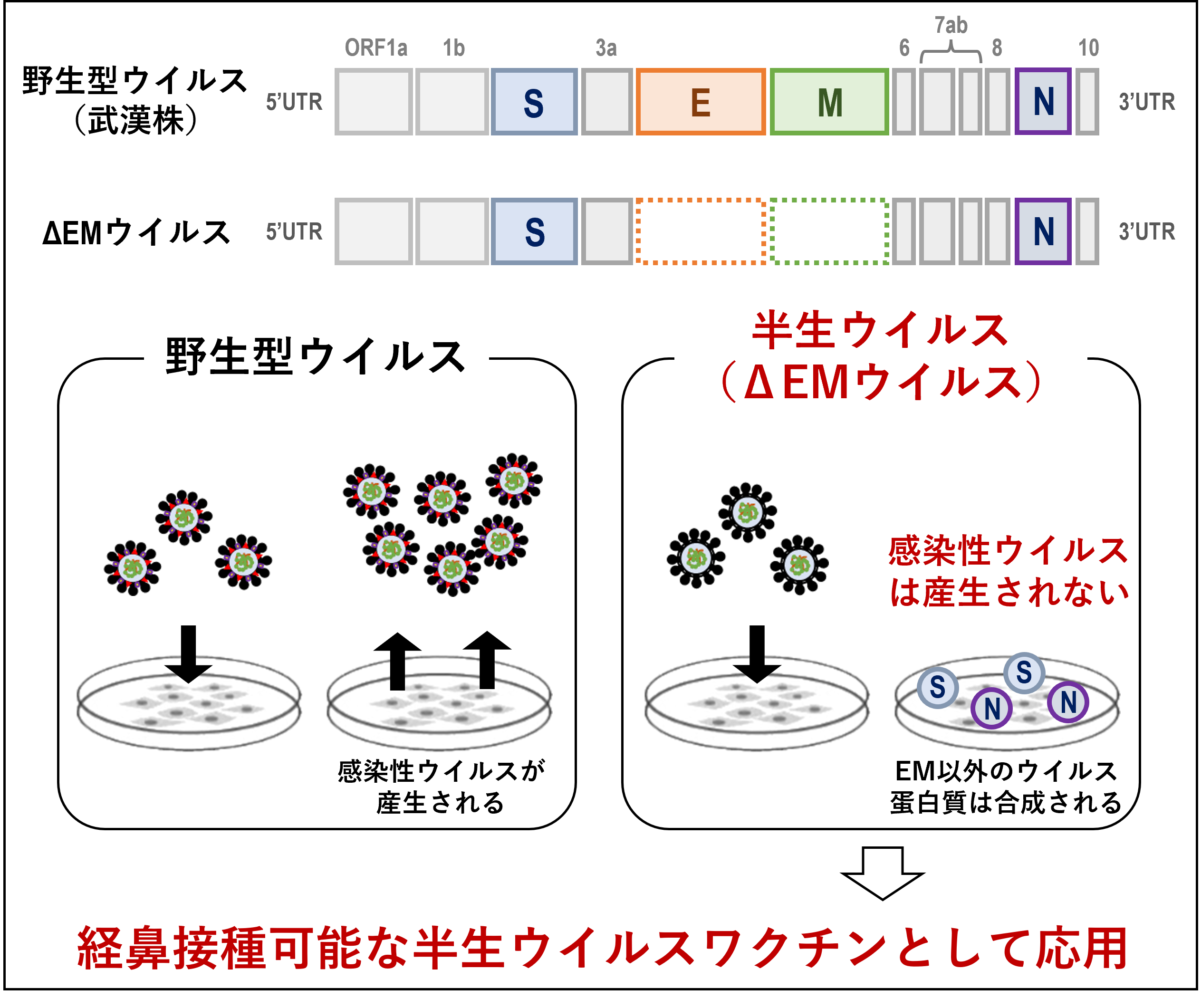 動物モデルを用いた新型コロナウイルス半生ウイルスワクチンプラットフォームの確立