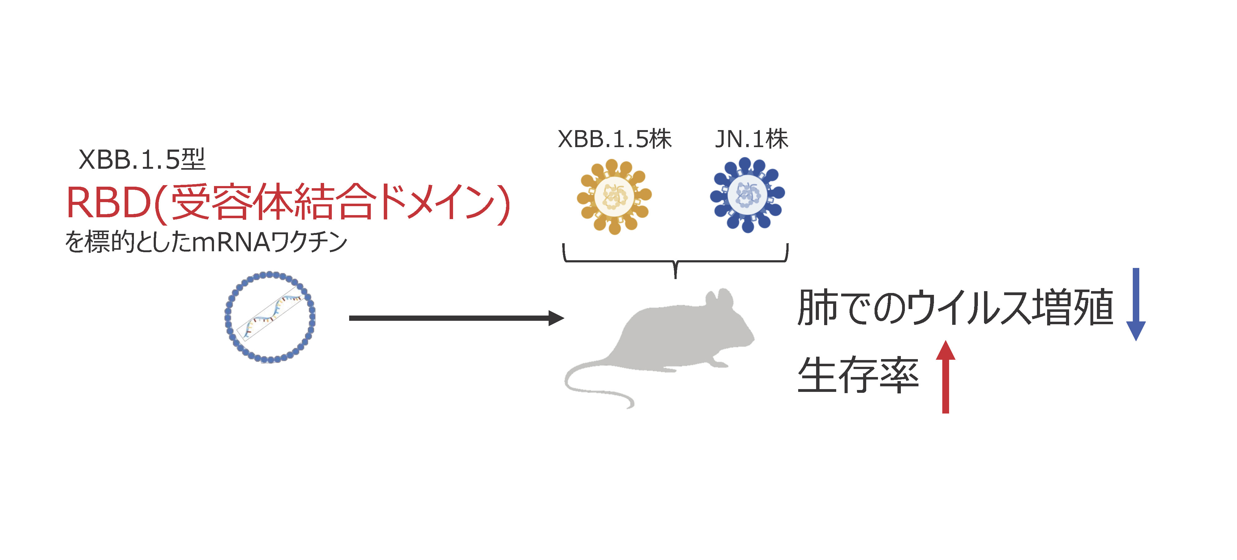 新型コロナウイルスXBB.1.5型RBDを発現するmRNAワクチンの抗原性の異なるJN.1株に対する有効性の検証