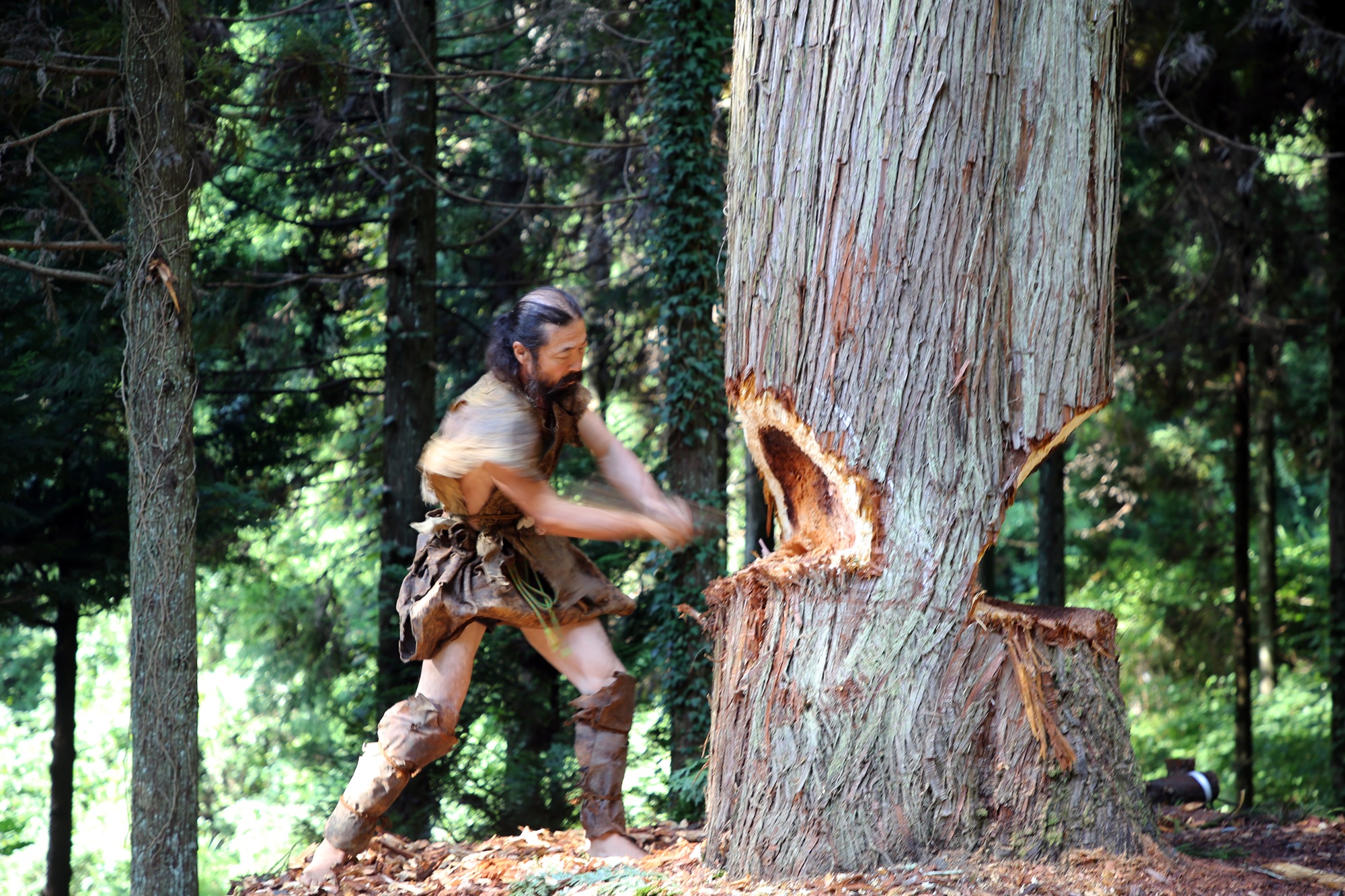 A man dressed in ancient clothing chopping down a tree