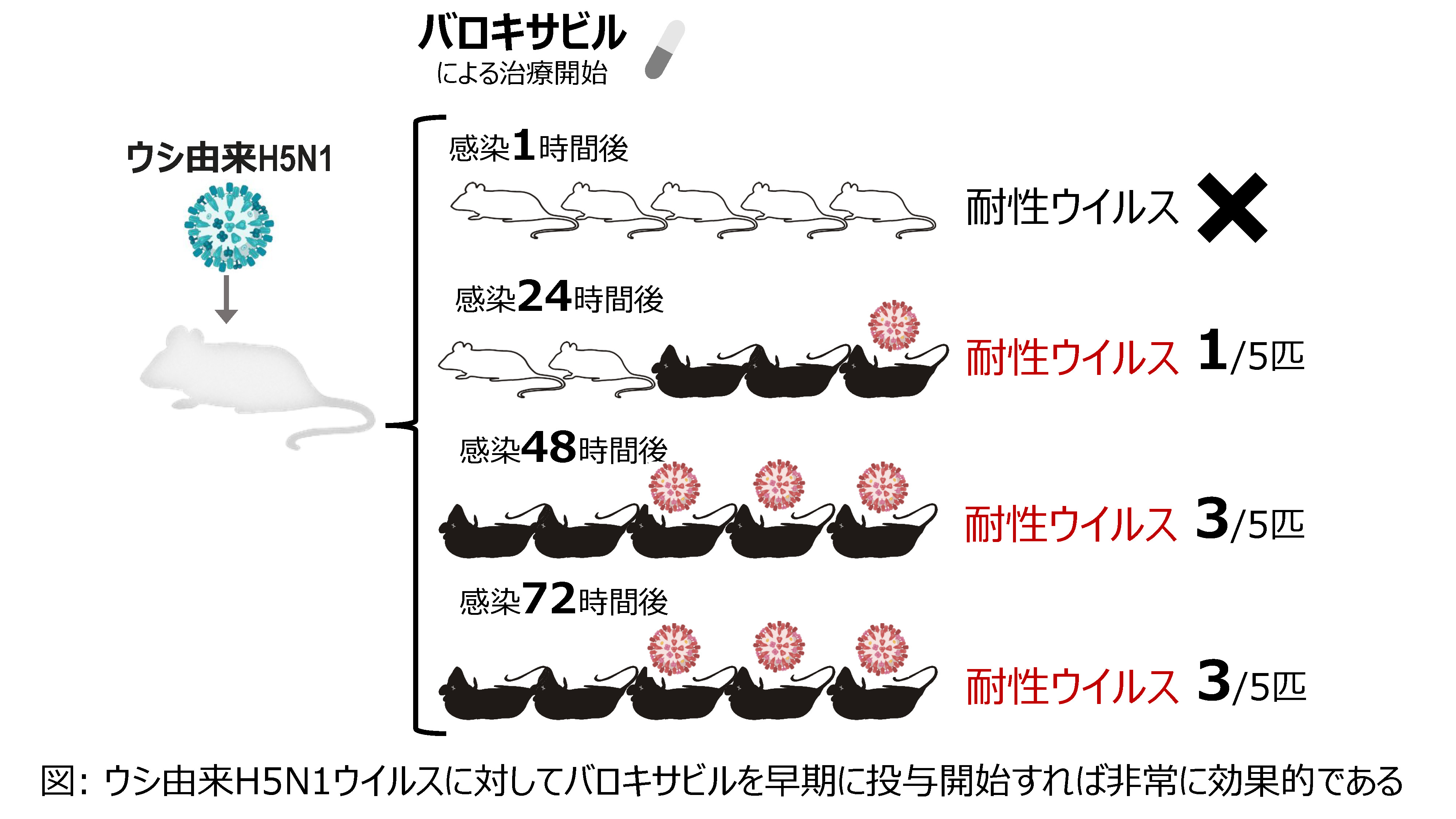 マウスモデルにおける牛由来高病原性H5N1鳥インフルエンザウイルスに対するバロキサビルの効果