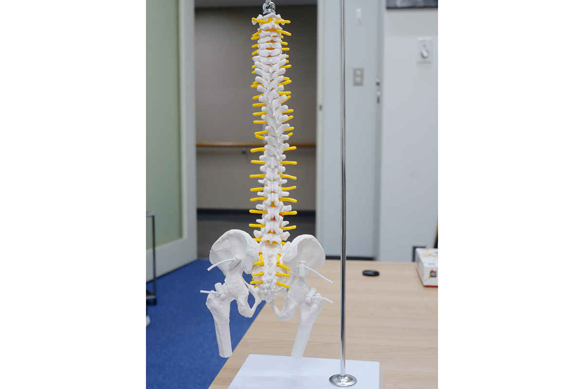 人間の背骨の模型