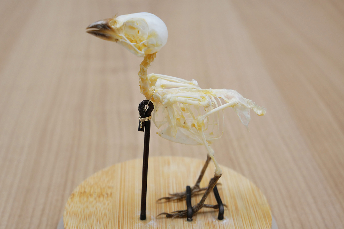 スズメの白骨標本
