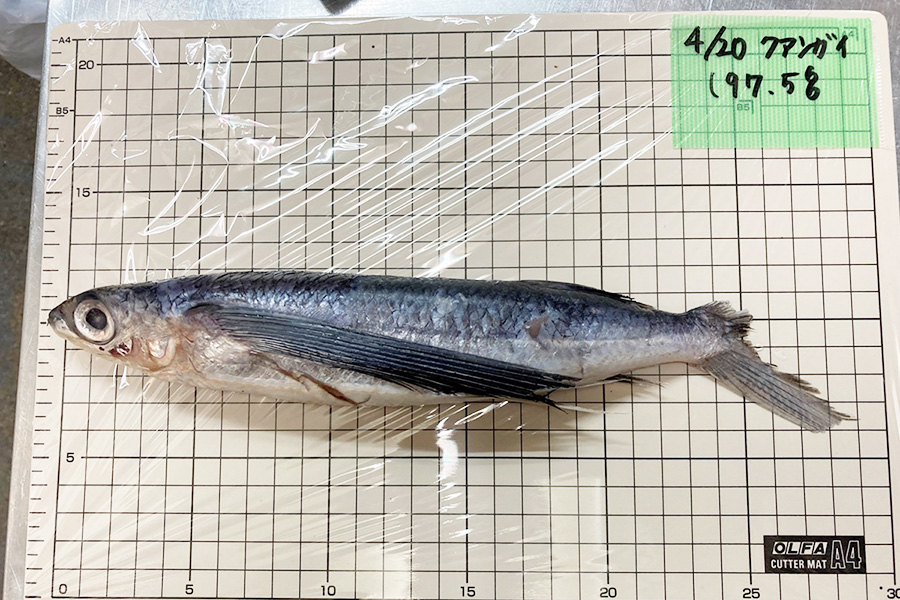 トビウオの成魚