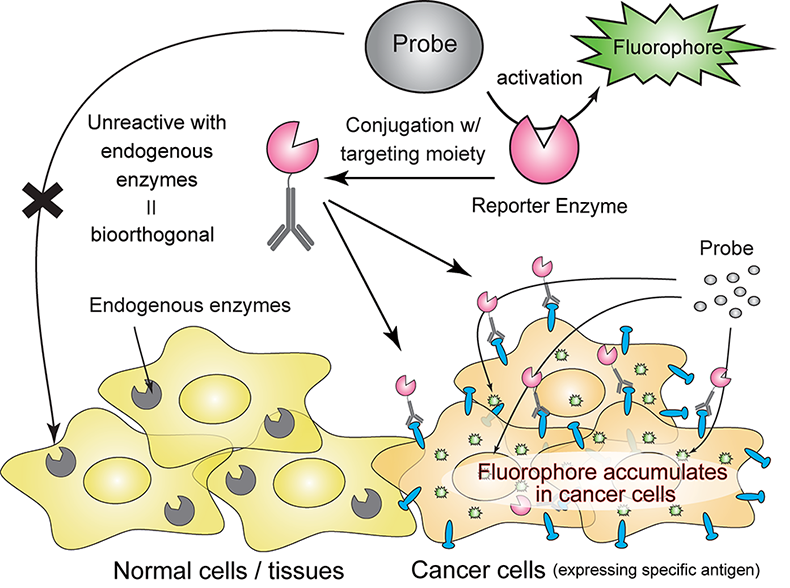 A diagram of enzymes binding with cells