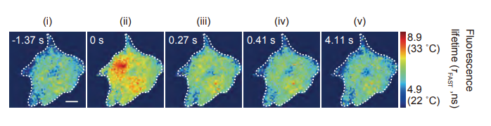 Fluoresence images of heated cell over time, showing slow heat dissipation.