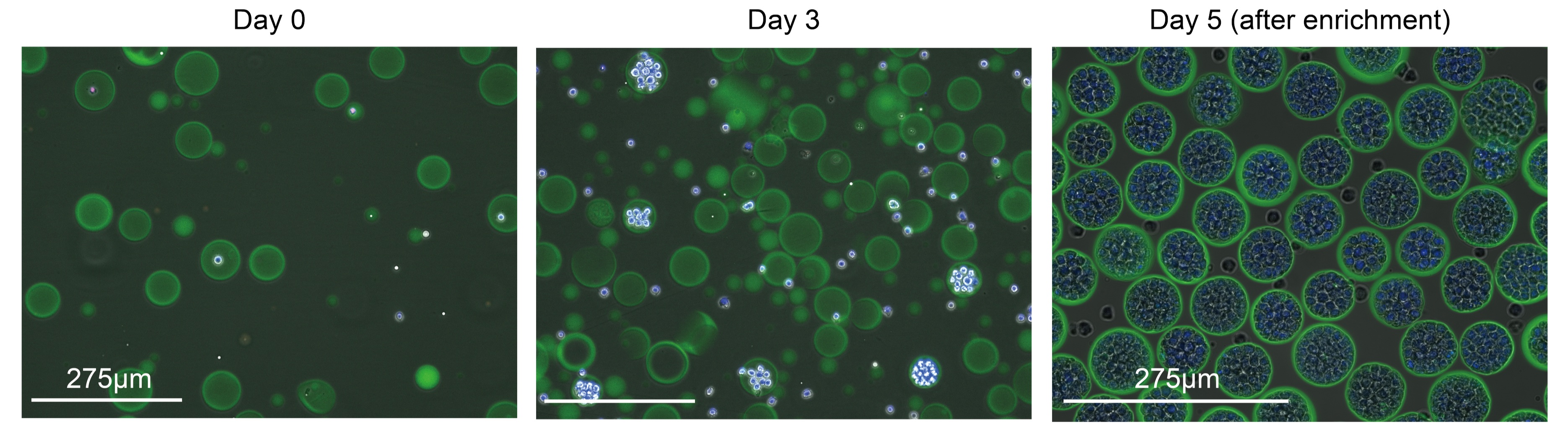 Microscope images of cells